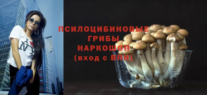 Галлюциногенные грибы Psilocybe  МЕГА как войти  Лесосибирск  купить наркотики цена 